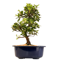 Žydintis Satsuki azalijos bonsai iš Japonijos P18 ,,Kobai''