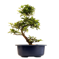 Žydintis Satsuki azalijos bonsai iš Japonijos P18 ,,Secchuka''