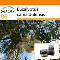 SAFLAX - Sodas maiše - River Red Gum - 200 sėklų - Su substratu tinkamame stovimame maišelyje - Eucalyptus camaldulensis