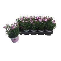 Daugiametė gėlė, gvazdikas "Pink Kisses", vazonėlio skersmuo 12 cm.