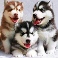 5D „pasidaryk pats“ deimantinis dažymas kryželiu „Husky“ deimantinis mozaikos namų dekoro paveikslai Full Round 30X30CM