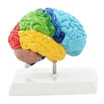 Žmogaus smegenų modelis Dešinysis pusrutulis Anatomija Neurozinas Mokymo priemonė Spalvomis koduota psichologijai Kognityviniam ugdymui blue