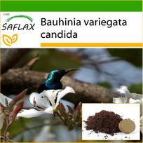 SAFLAX Baltasis orchidėjų medis – 5 sėklos – Su vazoniniu substratu geresniam auginimui – Bauhinia variegata candida