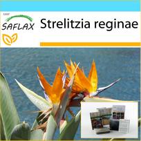 SAFLAX - Dovanų rinkinys - Rojaus paukštis - 5 sėklos - Su dovanų dėžute, kortele, etikete ir vazono substratu - Strelitzia reginae
