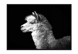 Obraz plakat w ramie 53x73 cm alpaka p1063