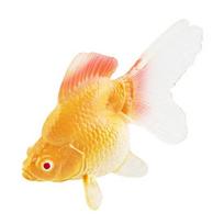 Imituota auksinės žuvelės figūrėlė su pagrindu, realistiška miniatiūrinė netikros žuvies statulėlė, skulptūra, plastikinis ornamentas, akvariumo dekoracija