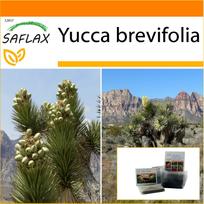 SAFLAX Sodas maiše – Joshua Tree – 10 sėklų – Su substratu tinkamame stovimame maiše – Yucca brevifolia