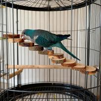 Bird Ladder Exercise Toys Parrot Perch Bridge for Parakeets Cockatiels Finches Home Alone Time Boredom Prevention Mental