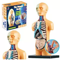 LEAN TOYS Lavinamasis Anatominis Modelis Žmogaus Kūno Organai 32 Dalys 4D Vision Serija