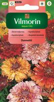 Pyrethrum tricolor Dunnettii sėklos 0,3g - VILMORIN
