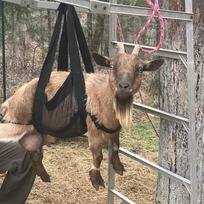Veršelių diržas svėrimui Gyvulių diržas su reguliuojamomis juostomis veršeliams, ėriukams, ožkoms, alpakoms, šunims, kiaulėms