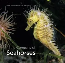 KNYGA Steve Trewhella In the Company of Seahorses