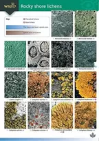 KNYGA Frank Dobson Guide to Rocky Shore Lichens