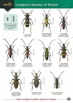 KNYGA Bookshop Guide to longhorn beetles of Britain