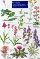 KNYGA Anne Bebbington Guide to Grassland Plants 2