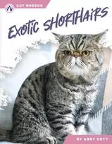 KNYGA Abby Doty Exotic Shorthairs