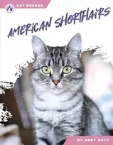 KNYGA Abby Doty American Shorthairs