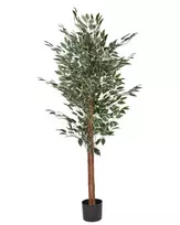 Dirbtinis augalas FICUS 167 cm žalias