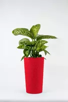 „Adoni“ raudonas medvilninis vazonas su įdėklu, 47 cm – rankų darbo (adoni-ba-red-47)