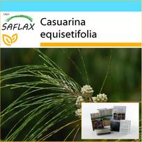 SAFLAX - Gift Set - Horsetail Tree - 200 seeds - With gift box, card, label and potting substrate - Casuarina equisetifolia