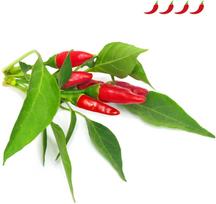 Click & Grow Smart Garden papildymas Piri Piri Chili Pepper 3vnt