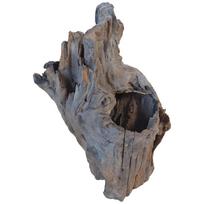 Pień buddha 21-30 cm