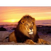 Diamond Painting Color Lion Head Abstract Art Mosaic Painting Handicraft Art Home Decoration Gift 20X30CM