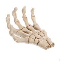 Resin Hand Palm Teaching craft -Beige