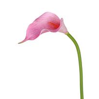 3pcs 50cm Artificial Calla Flower EVA Faux Flower Bouquet  Home Living Room