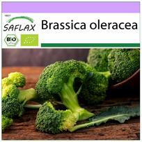 SAFLAX Ekologiški – Brokoliai – Calabrese – 100 sėklų – Brassica oleracea