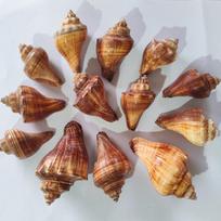Seashell Hermit Crab Habitat Decor - Chicken Leg Shell for DIY Crafting and Painting Torch Snail <5cm