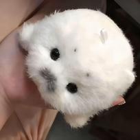 Cute Realistic Baby Seal Plush Toy Pendant Marine Animal Doll Stuffed Keychain Claw Machine Prize Gift 12cm [free bead chain] gray