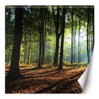 Wallpaper Forest Tree Sun Nature Landscape 100x100 žalia