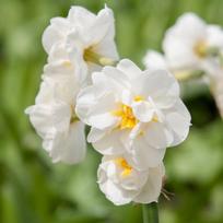Narcizas 'Bridal Crown', 25 vnt.