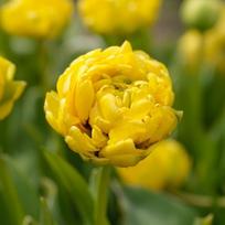 Tulpių svogūnėliai 'Yellow Pomponette', 15 vnt.