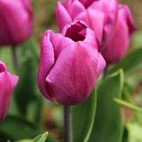 Tulpė 'Purple Prince', 5 vnt.
