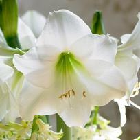 Amarilis (meilenis) 'Mont Blanc', svogūnas, 1 vnt.