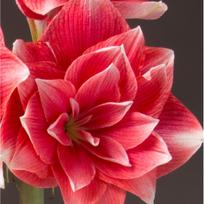 Amarilis (meilenis) 'Double Dream', svogūnas, 1 vnt.