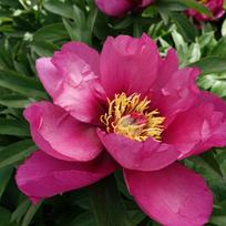 Bijūnas Itoh 'Pink Ardour', šaknis