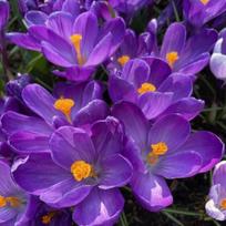 Didžiažiedžiai krokai 'Flower Record' , 500 vnt.
