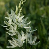 Kamasija leichtlinii 'Alba', 9 vnt.