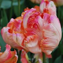 Tulpė 'Apricot parrot', 5 vnt.