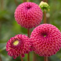 Jurginas ‘Burlesca’ (Pompon), šaknis, 1 vnt.