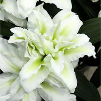 Lelija 'Roselily aisha', 1 vnt.