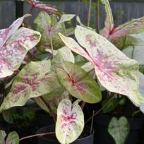 Kaladis  'Seafoam Pink' ®,  šaknis, 1vnt.