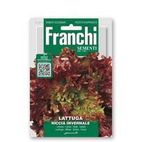 Salotos sėjamosios FRISÉE D'AMÉRIQUE