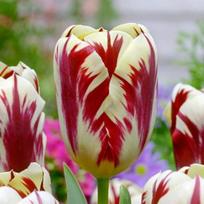 Tulpė ‘Grand Perfection’, 5 vnt.