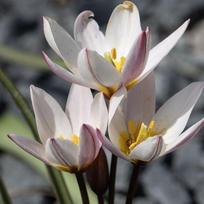 Botaninė tulpė 'Hilde', 10 vnt.