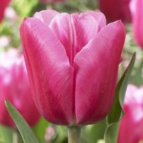 Tulpė ‘Jumbo Pink’, 5 vnt.