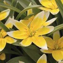Botaninė tulpė 'Tarda', 10 vnt.